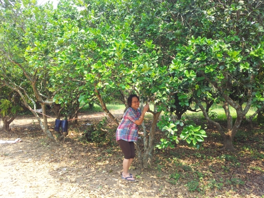 ที่สวนมะม่วง สันทราย เชียงใหม่