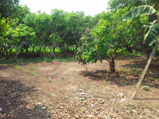 ที่สวนมะม่วง สันทราย เชียงใหม่