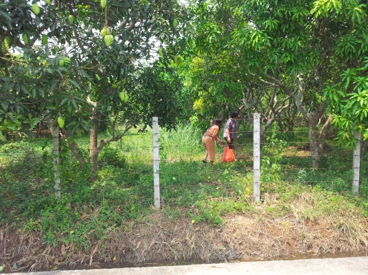 ที่สวนมะม่วง สันทราย เชียงใหม่