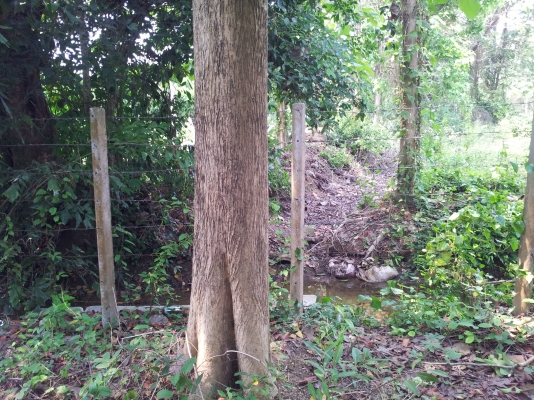 ที่สวนมะม่วง สันทราย เชียงใหม่