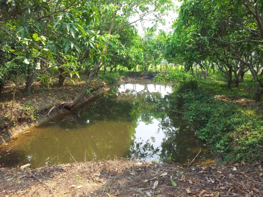 ที่สวนมะม่วง สันทราย เชียงใหม่