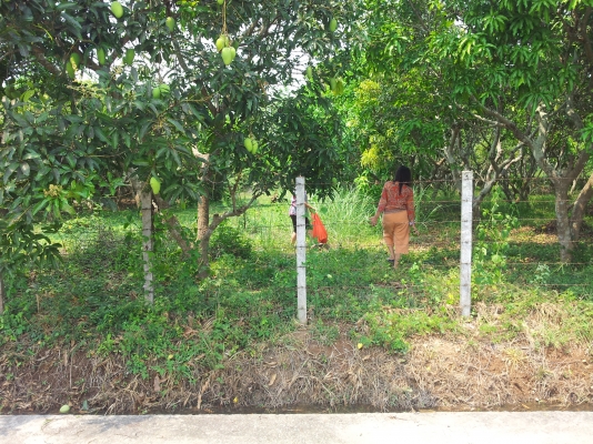 ที่สวนมะม่วง สันทราย เชียงใหม่