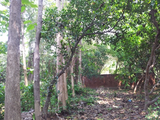 ที่สวนมะม่วง สันทราย เชียงใหม่