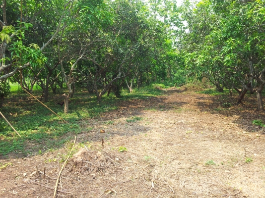 ที่สวนมะม่วง สันทราย เชียงใหม่