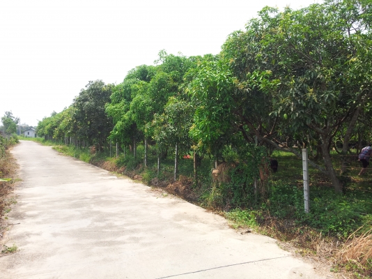 ที่สวนมะม่วง สันทราย เชียงใหม่