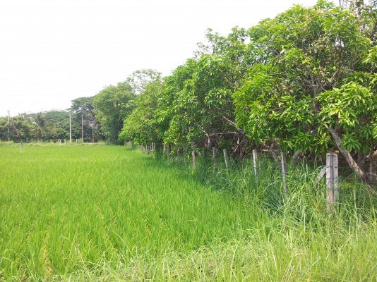 ที่สวนมะม่วง สันทราย เชียงใหม่