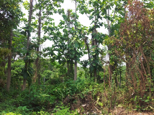 ที่สวนมะม่วง สันทราย เชียงใหม่