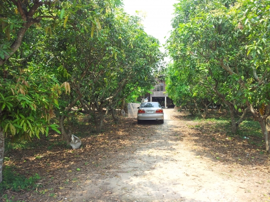 ที่สวนมะม่วง สันทราย เชียงใหม่