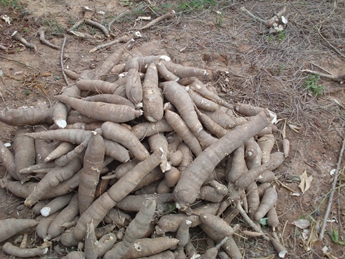 ผานขุดมัน ต่อทอง ขาย 18,000