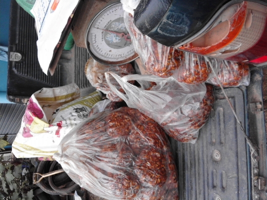 เนื้อมะขามเปรี้ยวแกะเม็ดของใหม่ทุกวัน เนื้อมะขามเปรี้ยวแกะเม็ดของใหม่ทุกวัน