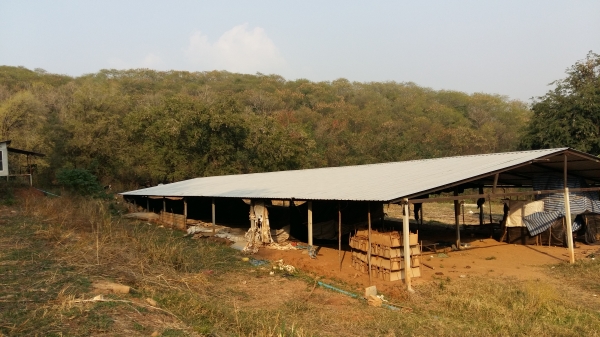 ขายด่วน