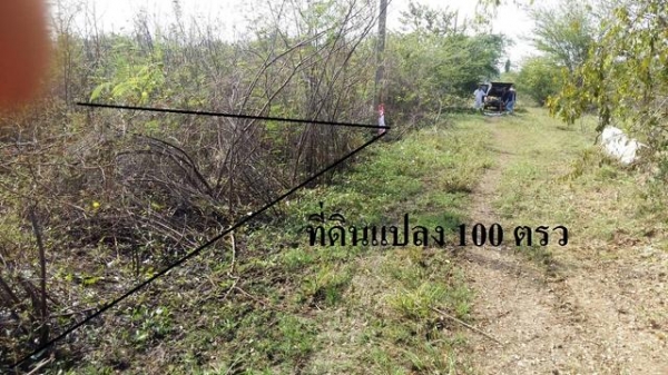 ขายที่ดินเปล่าที่อำเภอหนองกี่100 ตารางวา สายๆ