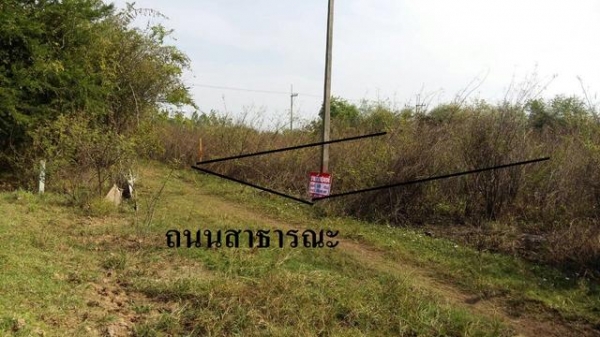 ขายที่ดินเปล่าที่อำเภอหนองกี่100 ตารางวา สายๆ