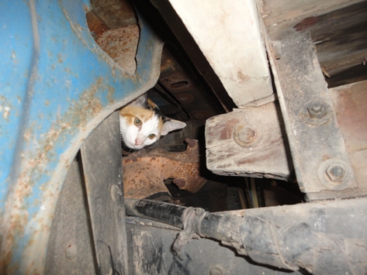 ISUZU 88 แรงม้า หัวบางเดิม เครื่องเดิม มีเล่มทะเบียนค่ะ ISUZU 88 แรงม้า หัวบางเดิม เครื่องเดิม มีเล่มทะเบียนค่ะ