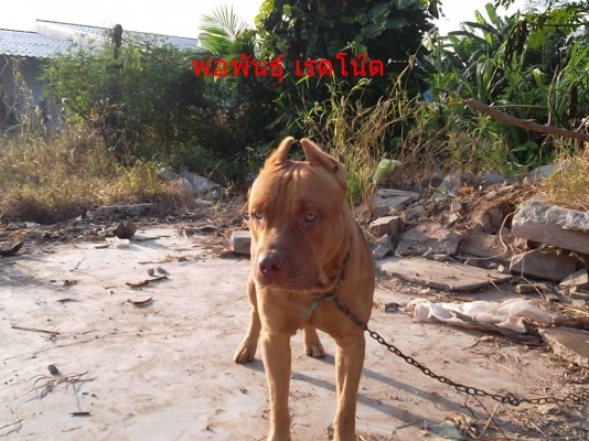 มาแล้วสำหรับผู้ที่ชื่นชอบสุนักสายพันธุ์ พิบลู สายพันแท้  ราคา เบาๆ จร้า