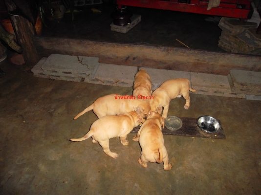 มาแล้วสำหรับผู้ที่ชื่นชอบสุนักสายพันธุ์ พิบลู สายพันแท้  ราคา เบาๆ จร้า