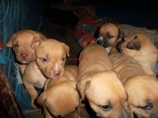 มาแล้วสำหรับผู้ที่ชื่นชอบสุนักสายพันธุ์ พิบลู สายพันแท้  ราคา เบาๆ จร้า