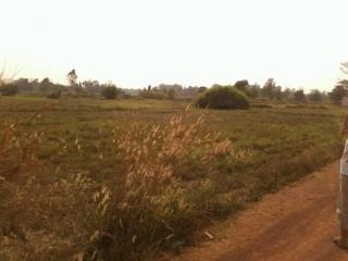 ขายที่นา  4 ไร่ หน้ากว้างประมาณ 55 เมตรยาว110เมตร  ใบ นส 3 ก จ.พิษณุโลก  อ.เนินมะปราง