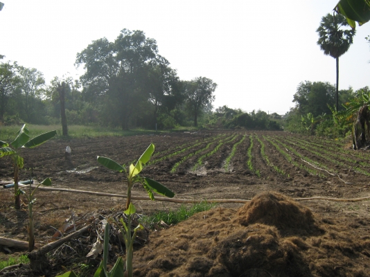 ขายบ้านพร้อมที่ดินติดแม่น้ำเจ้าพระยาวิวสวยน้ำไม่ท่วม