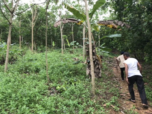 ขายที่ดิน ภบท 5 บรรยากาศดี ขายที่ดิน ภบท 5 บรรยากาศดี