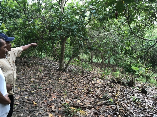 ขายที่ดิน ภบท 5 บรรยากาศดี ขายที่ดิน ภบท 5 บรรยากาศดี