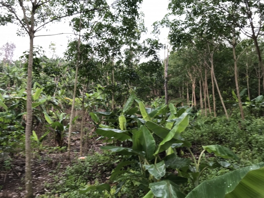 ขายที่ดิน ภบท 5 บรรยากาศดี ขายที่ดิน ภบท 5 บรรยากาศดี