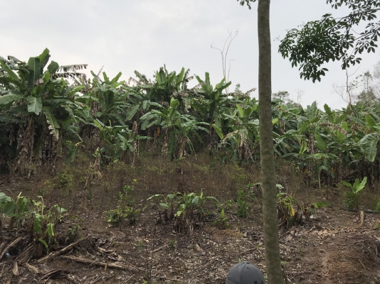 ขายที่ดิน ภบท 5 บรรยากาศดี