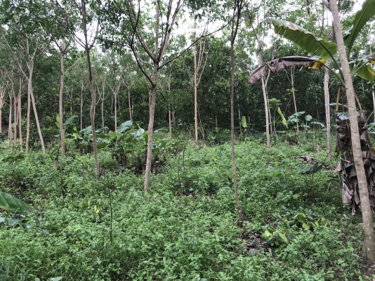 ขายที่ดิน ภบท 5 บรรยากาศดี ขายที่ดิน ภบท 5 บรรยากาศดี