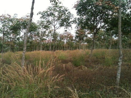 ต้องการขายกิจการ ด่วน !!  สวนยางพารา 150 ไร่. จ.ชัยภูมิ