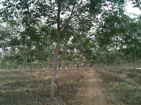 ต้องการขายกิจการ ด่วน !!  สวนยางพารา 150 ไร่. จ.ชัยภูมิ