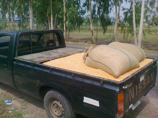 ขายเครื่องสีข้าวโพด ขายเครื่องสีข้าวโพด