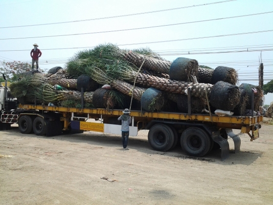 รถเทรลเลอรับจ้าง 12 เมตรพื้นเรียบ ติดต่อ 0856853700