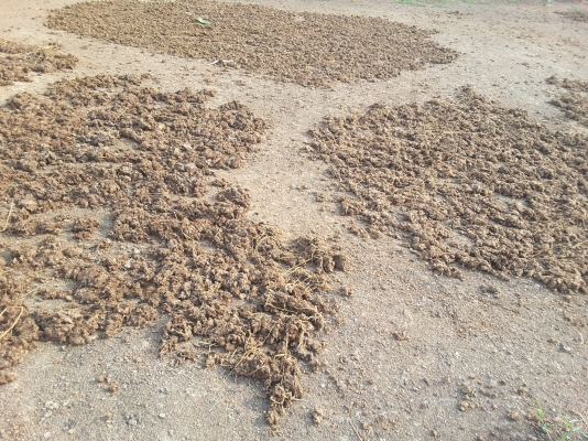 ปุ๋ยมูลวัวนมแห้งไม่มีผสม จากฟาร์ม