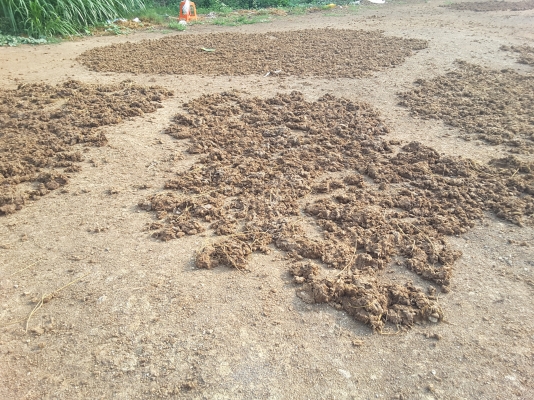 ปุ๋ยมูลวัวนมแห้งไม่มีผสม จากฟาร์ม