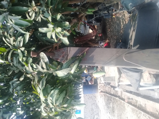 ขายเเล้วครับ.