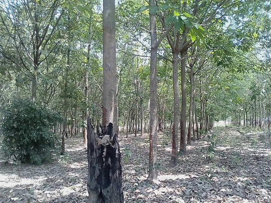 ขายสวนยางพร้อมกรีดไร่ละ65,000ยางอายุ10ปี