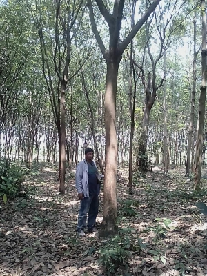 ขายสวนยางพร้อมกรีดไร่ละ65,000ยางอายุ10ปี ขายสวนยางพร้อมกรีดไร่ละ65,000ยางอายุ10ปี