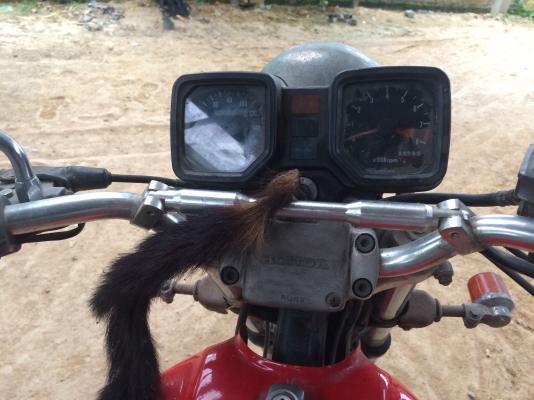 ขายรถhonda