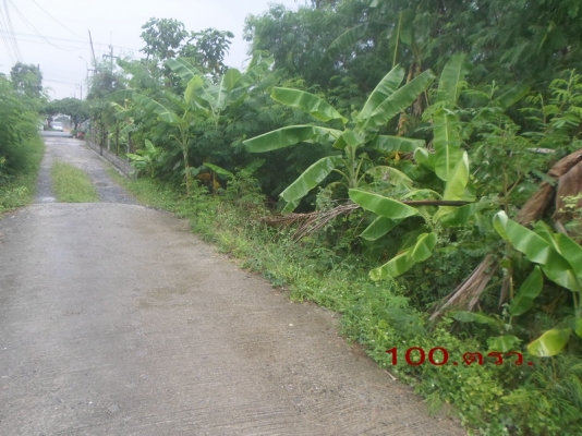 100ตรว.(เข้าซอยนิมิตรใหม่68ได้)(เข้าถนนคู้คลองสิบ หนองจอก กทม. ได้) 100ตรว.(เข้าซอยนิมิตรใหม่68ได้)(เข้าถนนคู้คลองสิบ หนองจอก กทม. ได้)