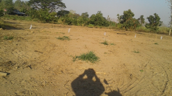 ขายที่ดินพร้อมโฉนด 2 ไร่ 3งาน4ตารางวา ขายที่ดินพร้อมโฉนด 2 ไร่ 3งาน4ตารางวา