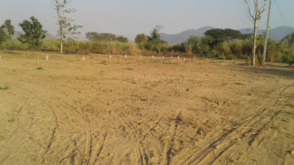 ขายที่ดินพร้อมโฉนด 2 ไร่ 3งาน4ตารางวา ขายที่ดินพร้อมโฉนด 2 ไร่ 3งาน4ตารางวา