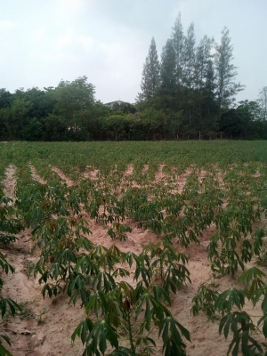 ที่ดินสวย 4ไร่ ราคาถูก