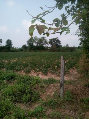 ที่ดินสวย 4ไร่ ราคาถูก