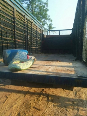 ISUZU หัวยาว 175