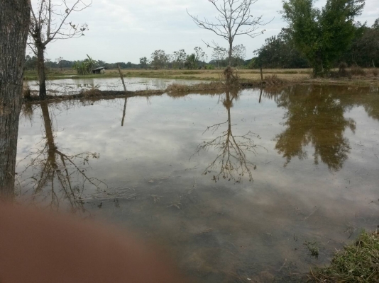 ขาย/แลกปิคอัป..ที่นา2งานโฉนดพร้อม30,0000สันกำแพงเชียงใหม่