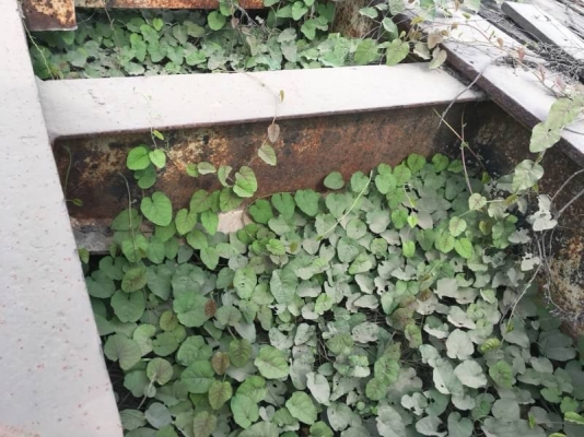 ขาย 245,000 บาท โลเบต 2 คาน กว้าง 3 เมตร พื้นที่ใช้สอย 6.2 เมตร รวมความยาวคอ 10 เมตร เอกสารเล่มทะเบียน  รถอยู่ สระบุรี โทร 0610710295