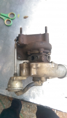 โบ สวย ๆ สภาพนางฟ้า ไม่หอน ไม่รุน แกนแน่นปัก ใบเดิมสวย ๆ พร้อมโข่งหลัง