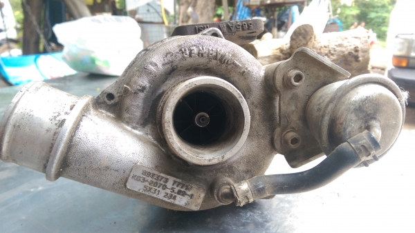 โบ สวย ๆ สภาพนางฟ้า ไม่หอน ไม่รุน แกนแน่นปัก ใบเดิมสวย ๆ พร้อมโข่งหลัง