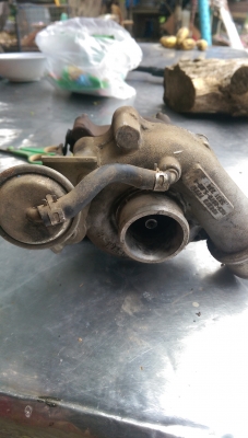 โบ สวย ๆ สภาพนางฟ้า ไม่หอน ไม่รุน แกนแน่นปัก ใบเดิมสวย ๆ พร้อมโข่งหลัง