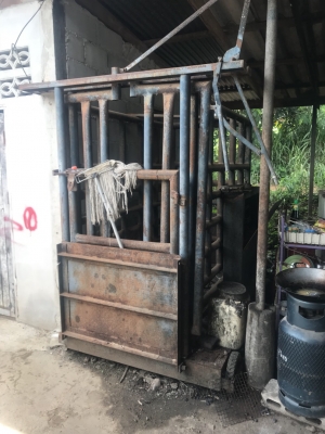 ขายด่วน ตาชั่งม้า ชั่งวัว 1000กิโลกรัม มีล้อเข็นได้ ขาย 35000 บาท